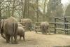 elefanten_1_t1.jpg