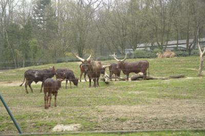 zoo_wuppertal_29.jpg
